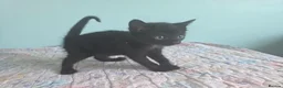 Mixed Breed cats for sale: we are looking for a home,  - Advert 4