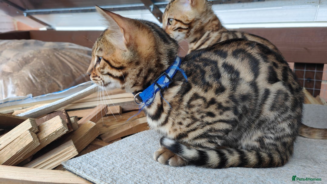 Bengal cats for sale: 1no. Female & 1no. Male Bengal Kittens available - Image 16