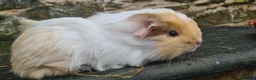 Guinea Pig rodents for sale: Pure sheltie brothers  - Advert 7