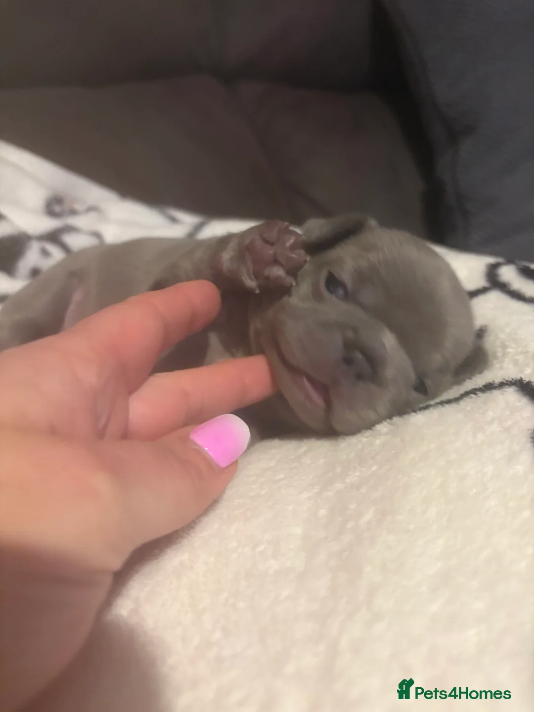 French Bulldog dogs for sale: K C registered beautiful French bulldogs  - Advert 11