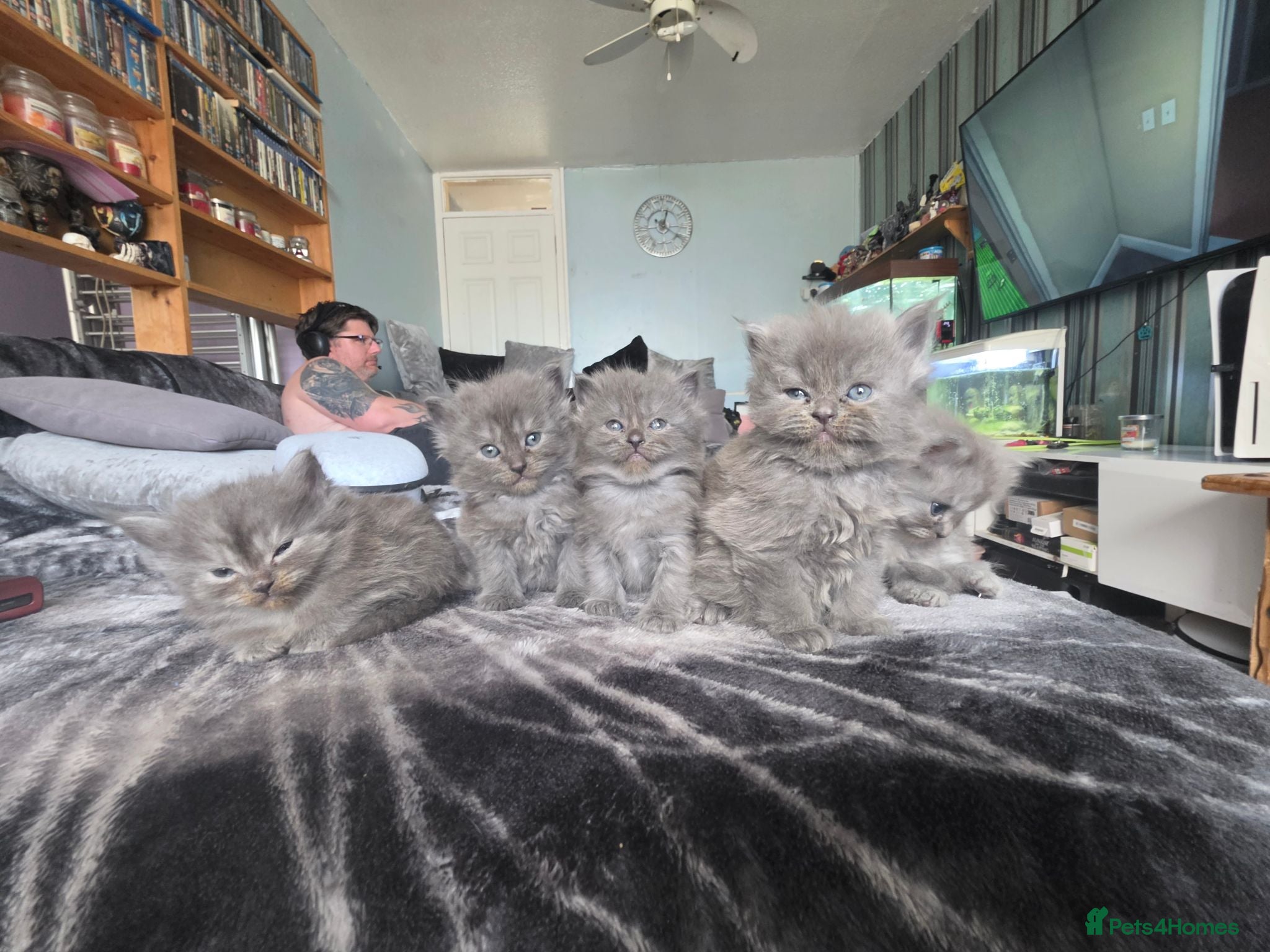Persian cats 5 amazing persian kittens ready soon - Advert 1