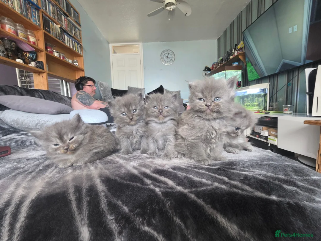 Persian cats for sale: 5 amazing persian kittens ready soon - Advert 1