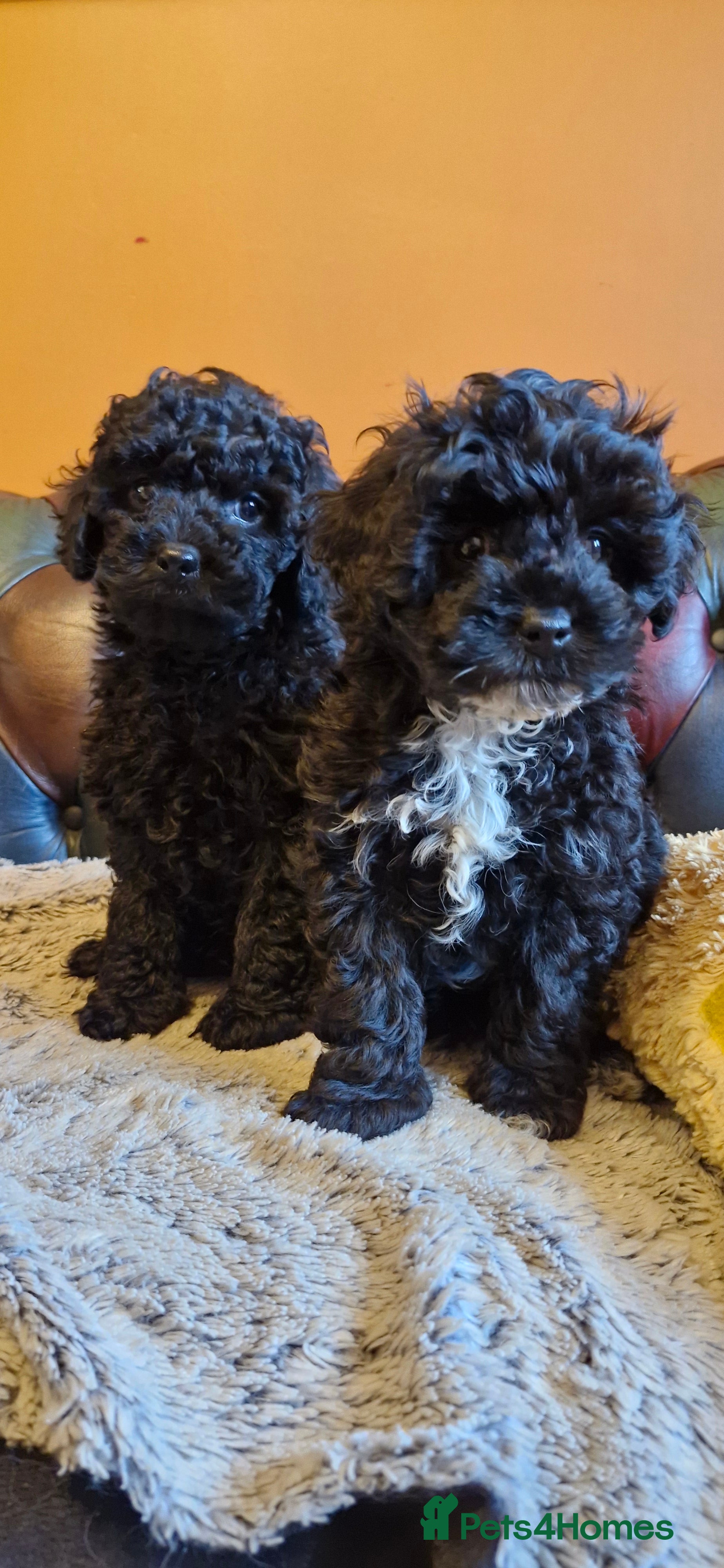 Cavapoo dogs Gorgeous F1b Cavapoo puppys Health tested parents  - Advert 6