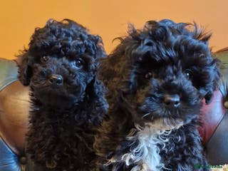 Cavapoo dogs Gorgeous F1b Cavapoo puppys Health tested parents - Advert 6