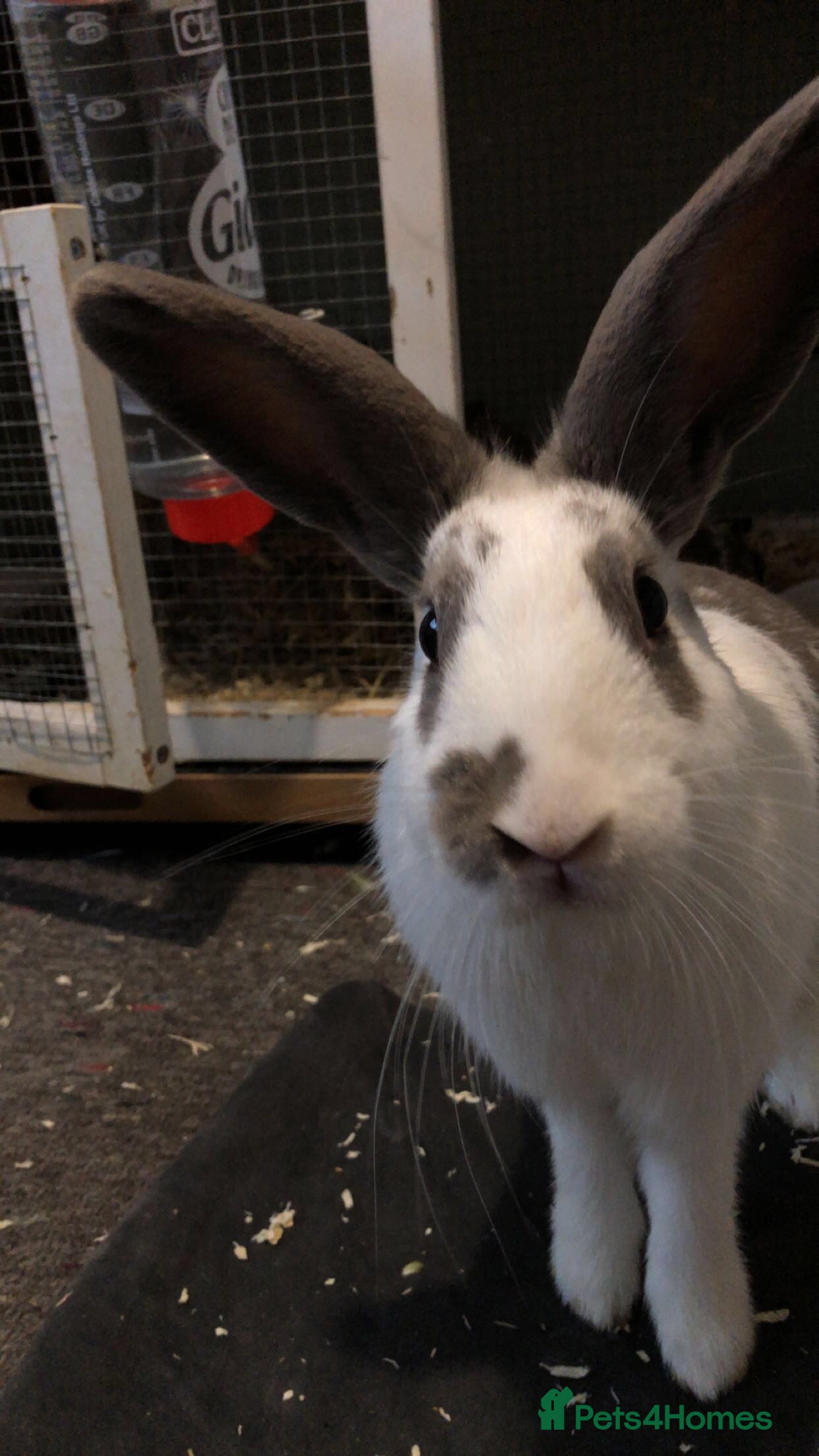 Dutch rabbits Beautiful Dutch/ Rex female white and gray only - Advert 2