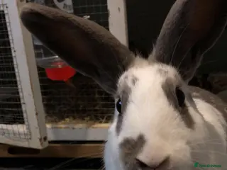 Dutch rabbits Beautiful Dutch/ Rex female white and gray only - Advert 5