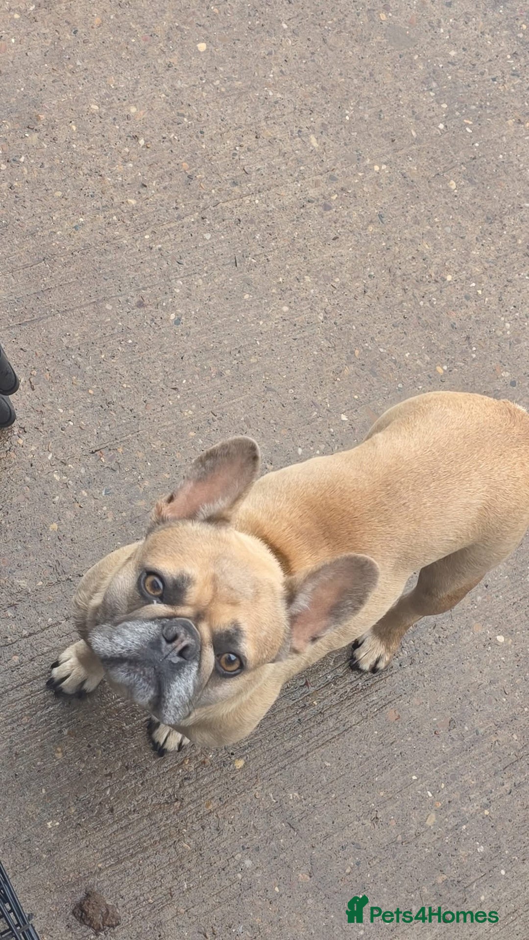 French Bulldog dogs for sale: Stormi is looking for her new sofa - Image 2