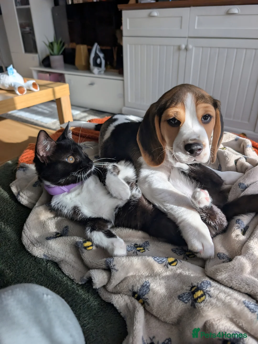 Beagle dogs for sale: Baby boy Flash 🩵 in Wallingford - Advert 2