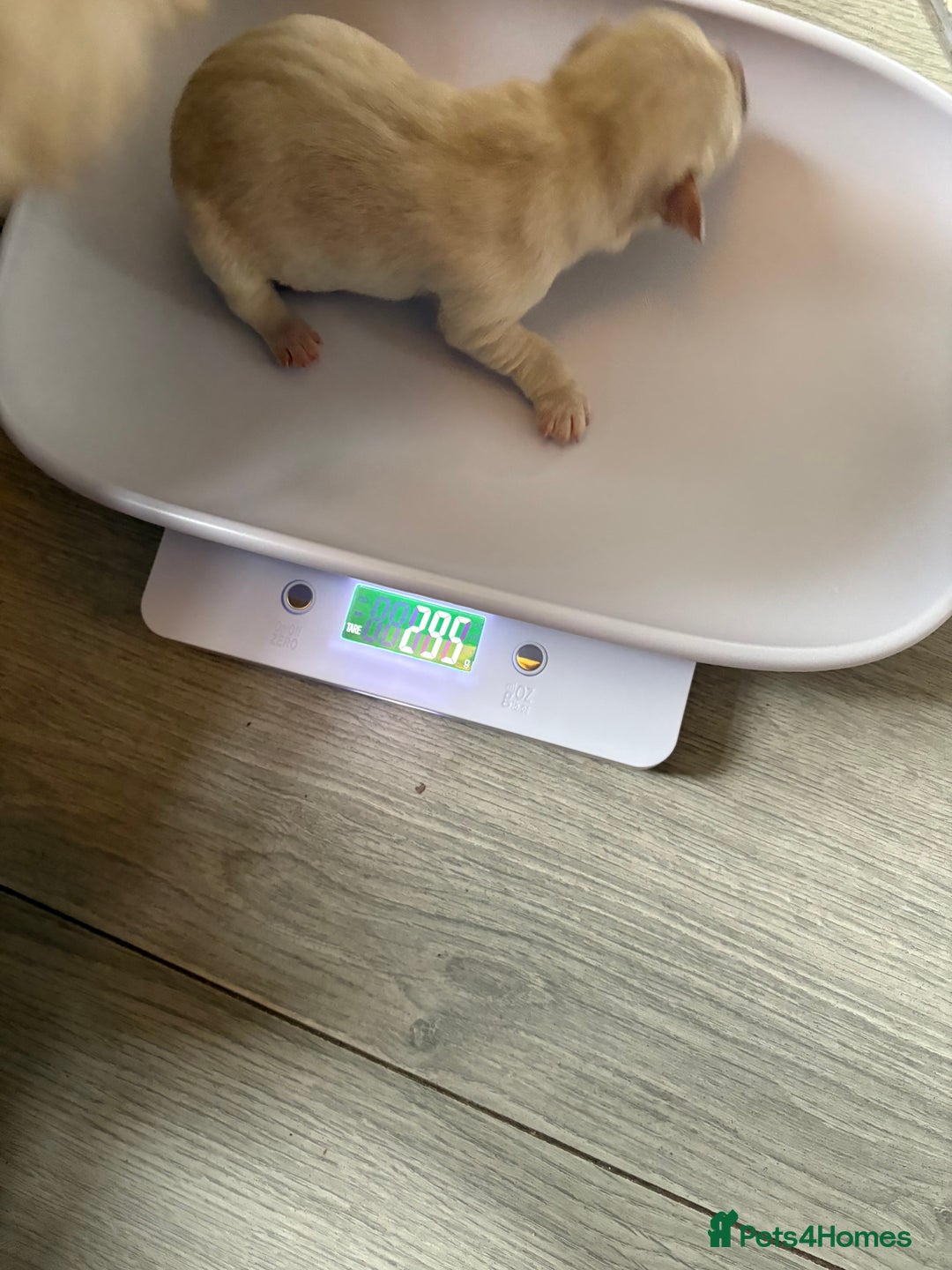 Mixed Breed dogs for sale: Cavachon x Chihuahua / healthy pups - Advert 8