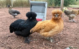 Chickens poultry for sale: Chickens needing home - Image 8