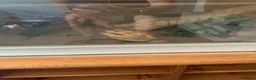 Bearded Dragon reptiles for sale: Bearded dragon - Advert 4