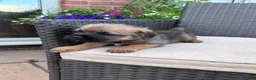 Border Terrier dogs for sale: Pedigree K C Reg Border Terrier Puppies for sale in Derby - Advert 21