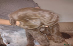 Field Spaniel dogs for sale: Spaniel puppies  - Image 2