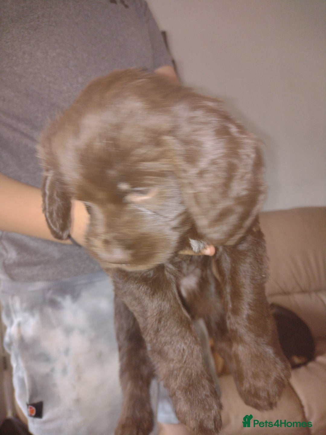 Field Spaniel dogs for sale: Spaniel puppies  - Image 2
