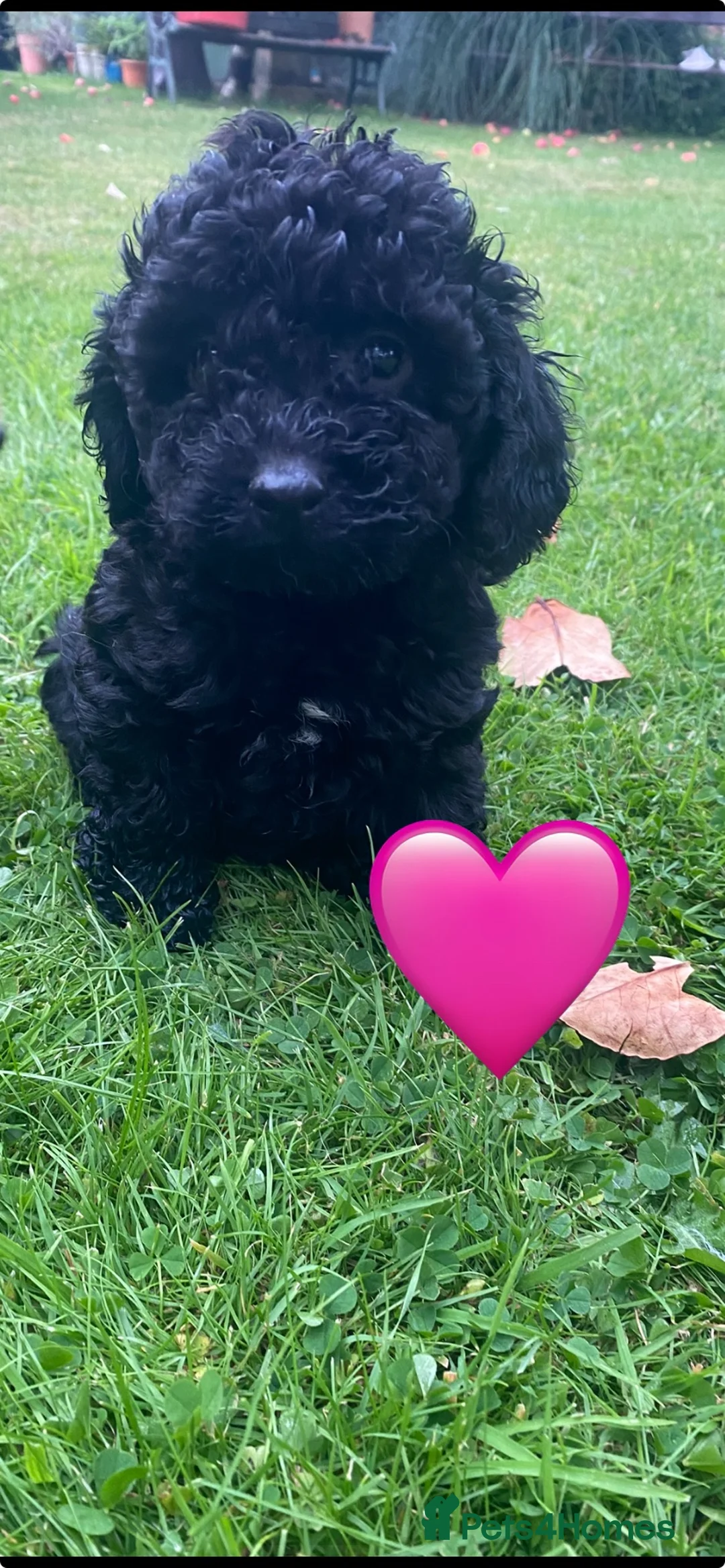 Miniature Poodle dogs for sale: Miniature poodle boy and girl,ready now. - Advert 2