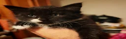 Mixed Breed cats for sale: 9 beautiful kittens for sale  - Advert 2