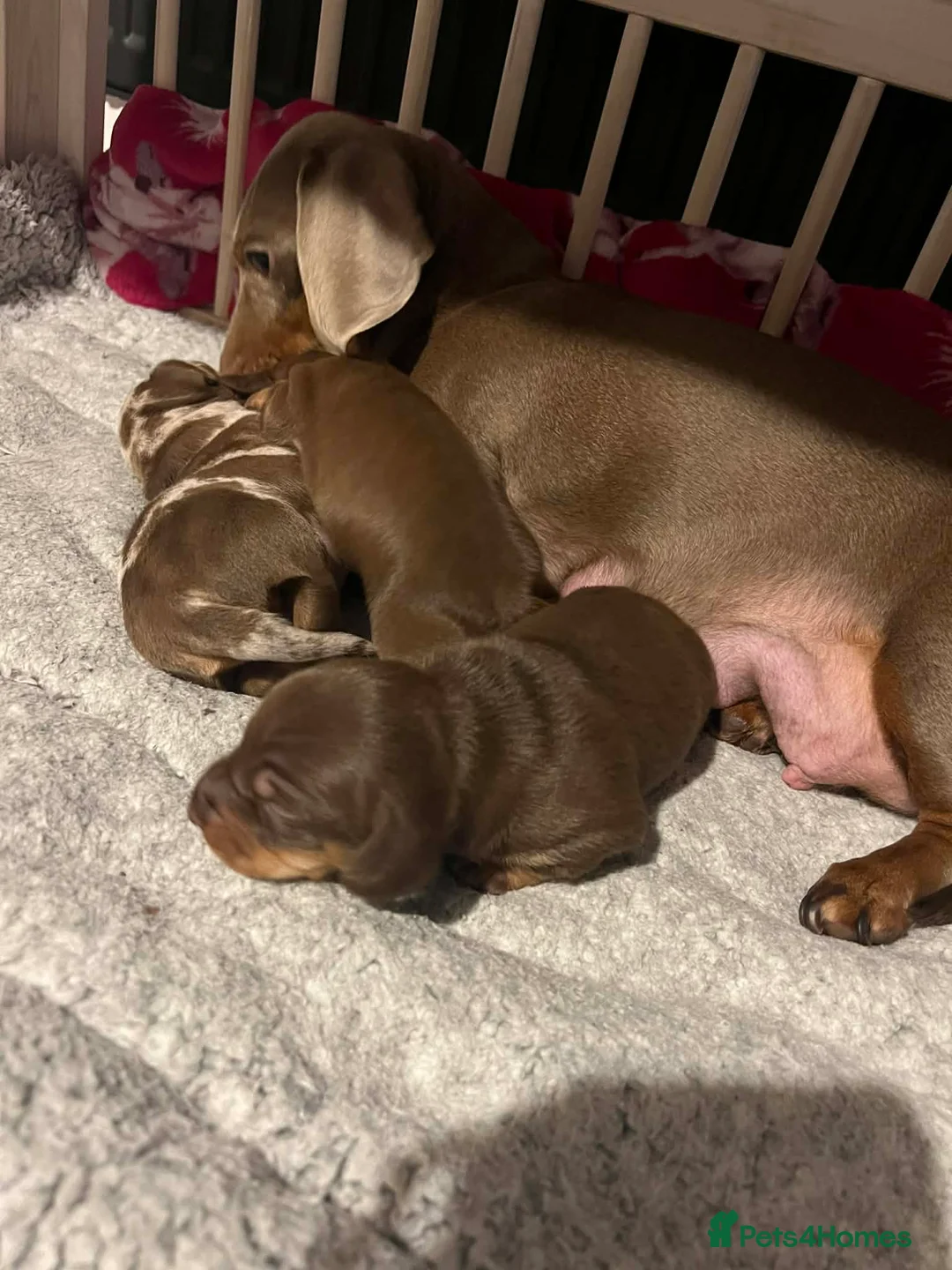 Miniature Dachshund dogs for sale: Stunning kc babies ready to leave ready for  **  in Portsmouth - Advert 4