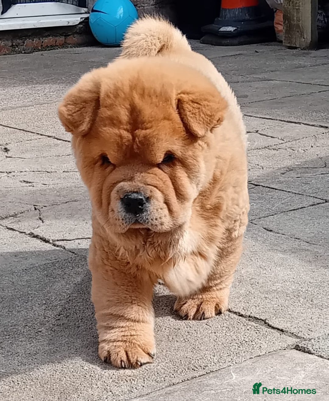 Chow Chow dogs for stud: Kc Red smooth coat for stud  - Image 6