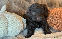 Cockapoo dogs for sale: F1 Cockapoo , Array of colours  - Image 2