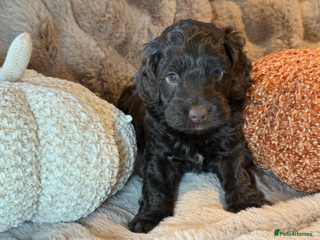 Cockapoo dogs for sale: F1 Cockapoo , Array of colours  - Image 2