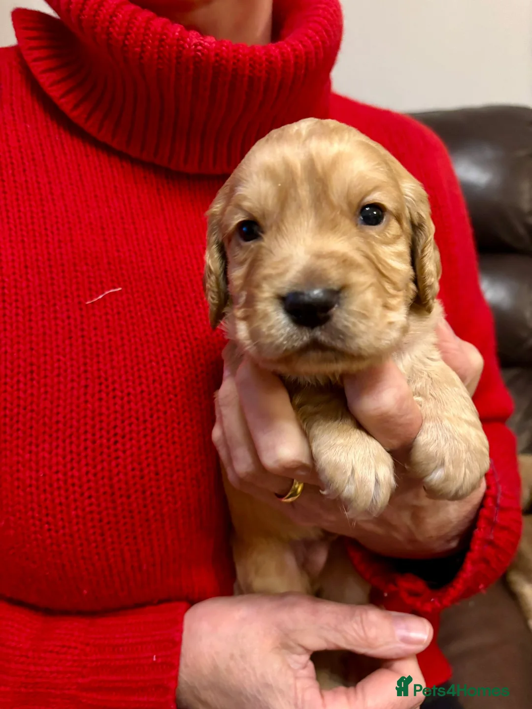Cocker Spaniel dogs for sale: KC Registered Working Cocker Spaniel Puppies  - Advert 5