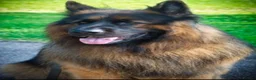 German Shepherd dogs for sale: Stunning Pedigree Female German Shepherd Puppy - Advert 10