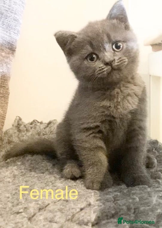 British Shorthair cats Stunning British shorthair Kittens **UNREGISTERED* - Advert 1