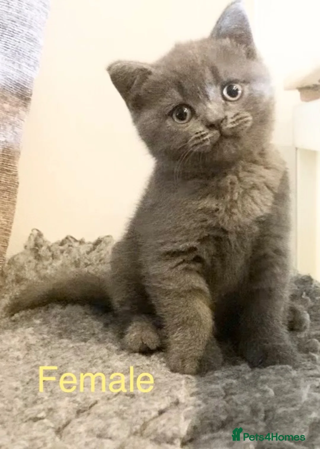 British Shorthair cats for sale: Stunning British shorthair Kittens **UNREGISTERED* - Advert 1