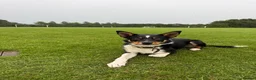 Mixed Breed dogs for sale: Lennie the kelpie x collie in Bampton - Advert 1