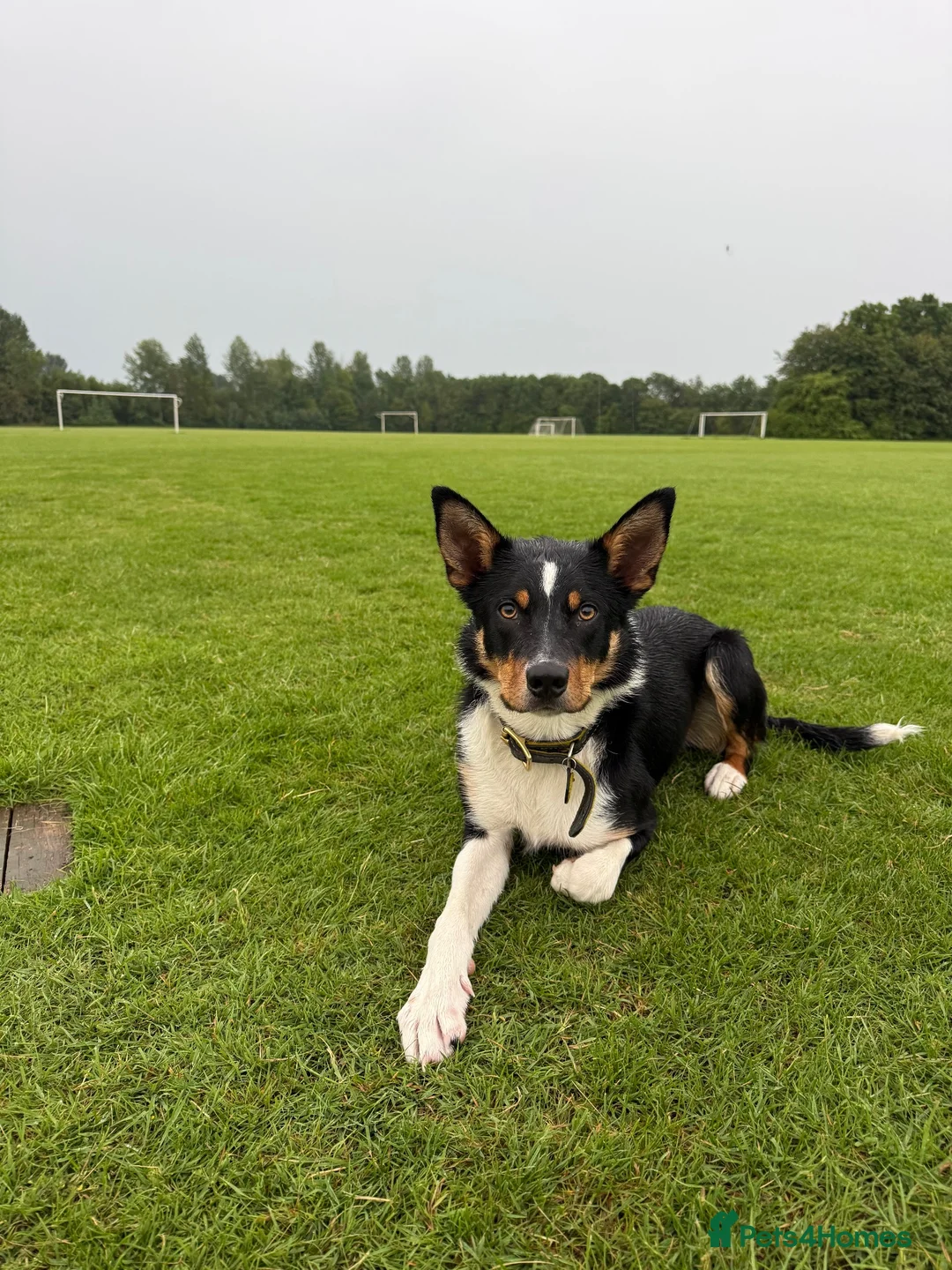 Mixed Breed dogs for sale: Lennie the kelpie x collie in Bampton - Advert 1