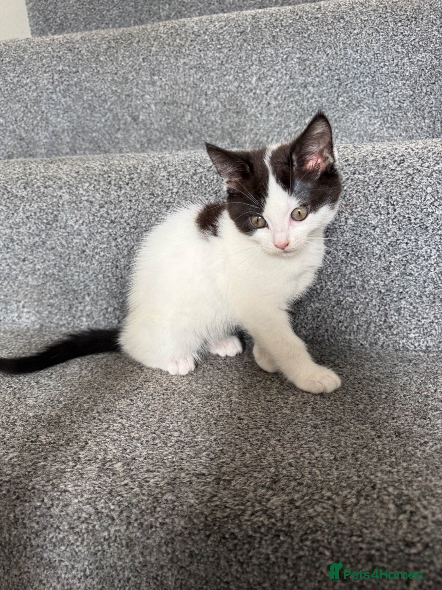 Mixed Breed cats Fluffy Ragdoll x Shorthair Kittens -ready now - Advert 2