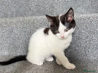 Mixed Breed cats Fluffy Ragdoll x Shorthair Kittens -ready now - Advert 2
