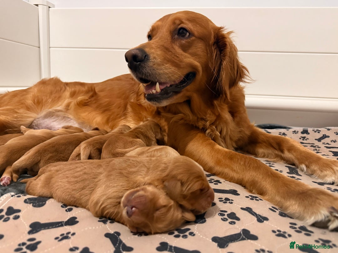 Golden Retriever dogs for sale: Dark Red Golden Retriever Pups  - Image 1