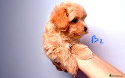 Maltipoo dogs for sale: ADORABLE TOY SIZE KOREAN SIRE F1 MALTIPOO PUPS  - Image 11