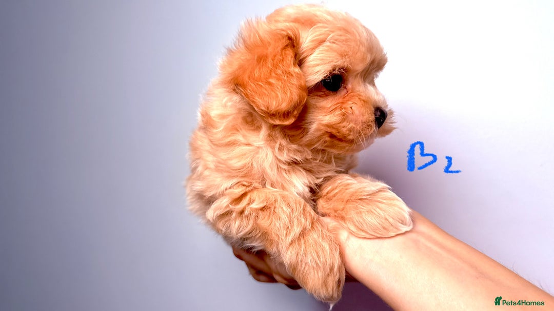 Maltipoo dogs for sale: ADORABLE TOY SIZE KOREAN SIRE F1 MALTIPOO PUPS  - Image 11