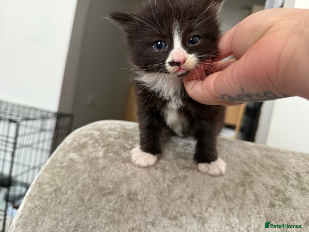 Mixed Breed cats for sale: 2 beautiful female cats **one being half ragdoll** - Image 5