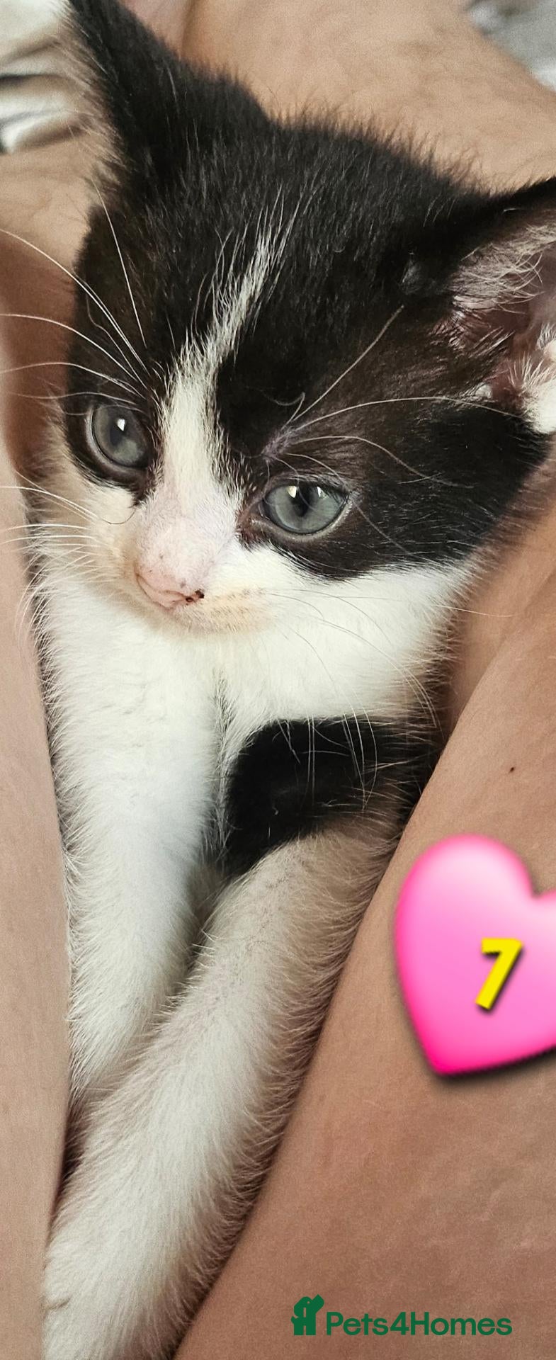 Domestic Shorthair cats Beautiful Kittens 😸  - Advert 16