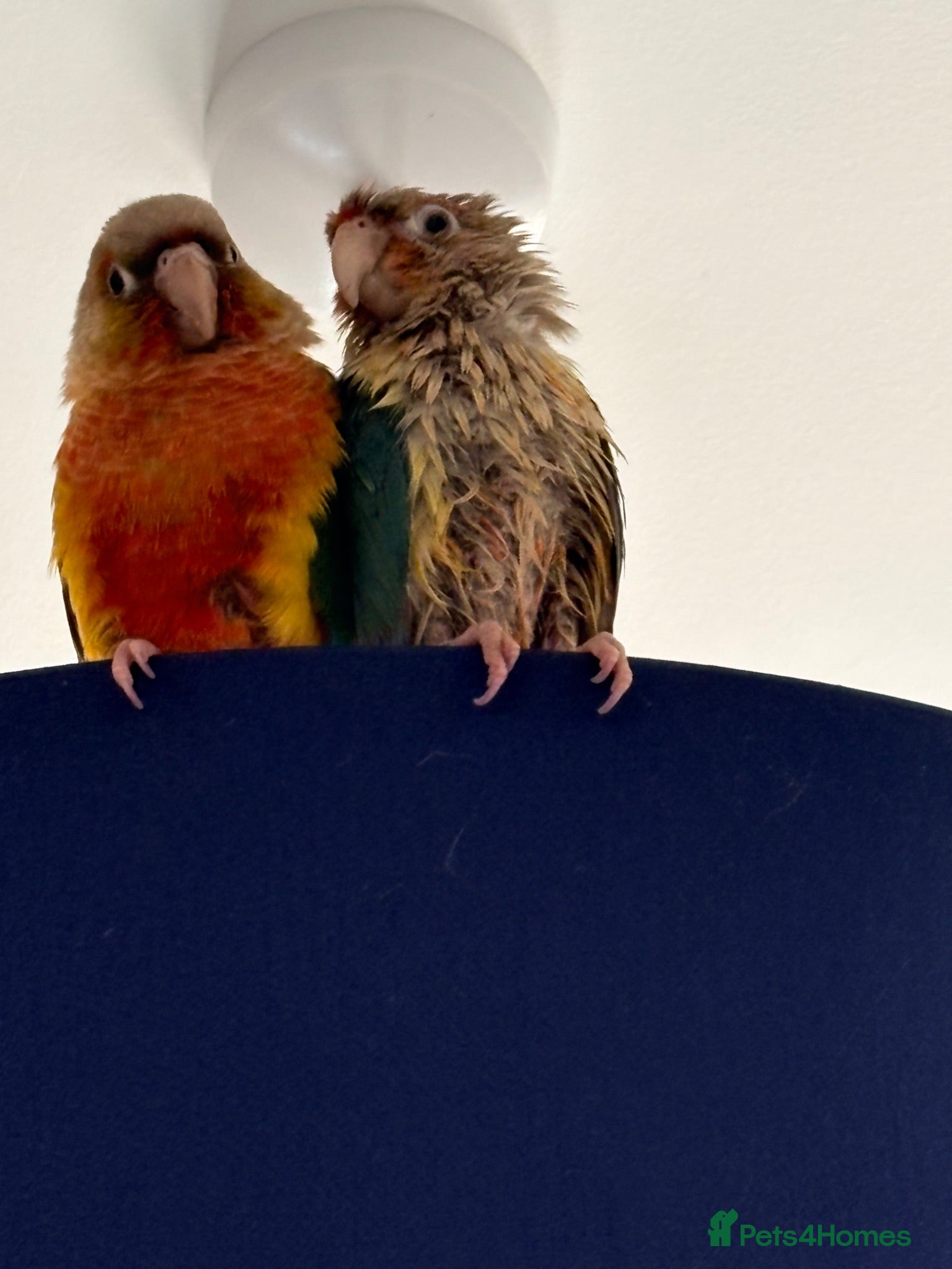 Conures birds Two lovely male conures hand reared  - Advert 4