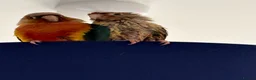 Conures birds for sale: Two lovely male conures hand reared  in Dorchester - Advert 1