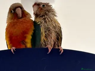 Conures birds Two lovely male conures hand reared - Advert 14