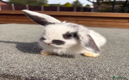 Mini Lop rabbits for sale: Mini Lop baby bunnies  - Image 1