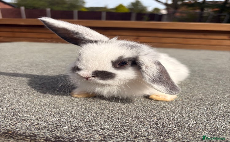 Mini Lop rabbits - Advert 1