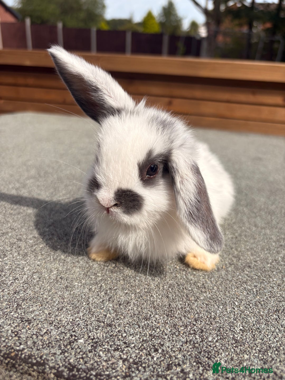 Mini Lop rabbits for sale: Mini Lop baby bunnies  - Image 1