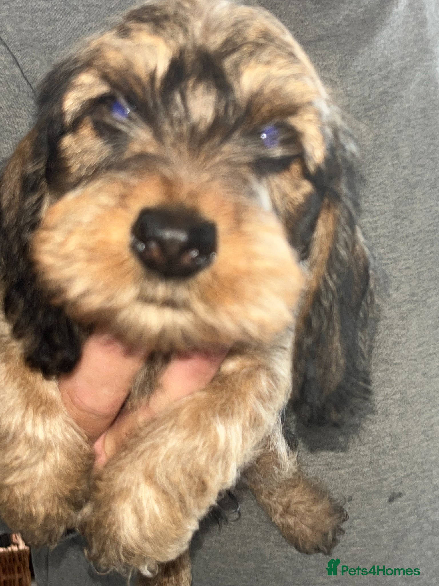 Miniature Dachshund dogs Beautiful Wirehaired Dachshund  - Advert 2