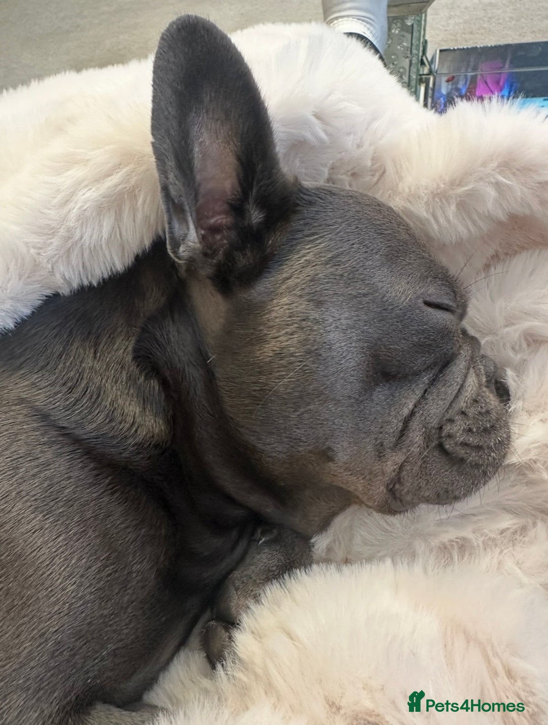 French Bulldog dogs for sale: French bulldog 3 years old - Advert 4