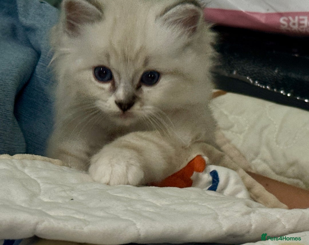 Ragdoll cats for sale: Mink Ragdoll - Image 9