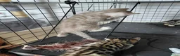 Bengal cats for sale: Pure Bengal kittens for sale - Advert 5