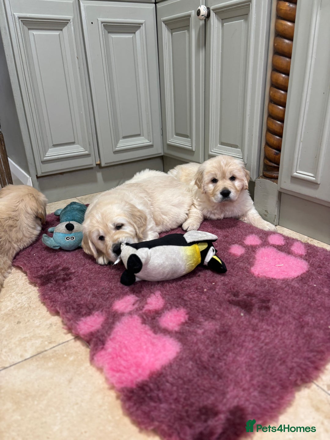 Golden Retriever dogs for sale: Golden retriever puppies  - Advert 2