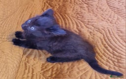 Domestic Shorthair cats for sale: Adorable Kittens Ready for Their Forever Homes - Advert 12