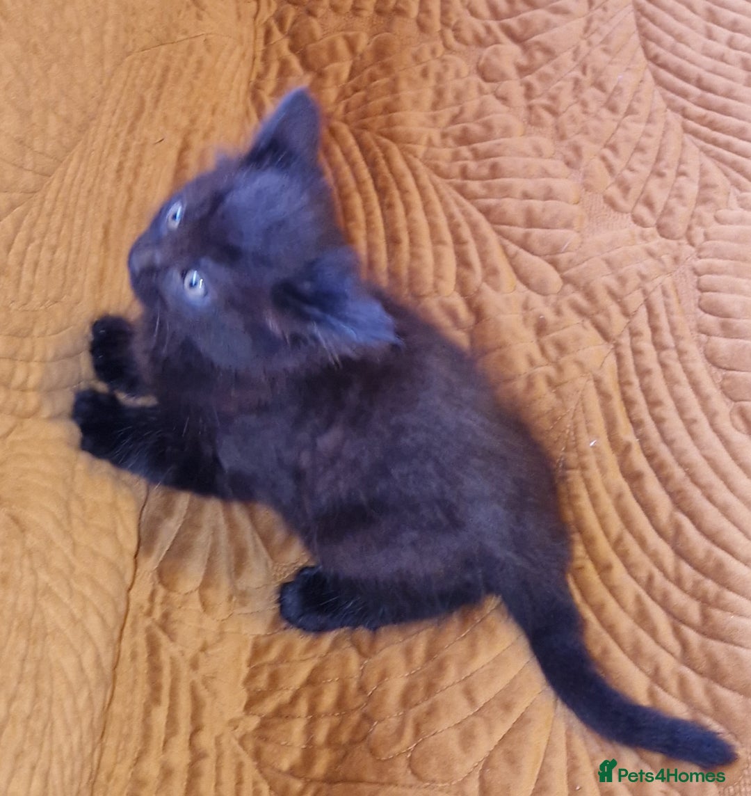 Domestic Shorthair cats for sale: Adorable Kittens Ready for Their Forever Homes - Advert 12
